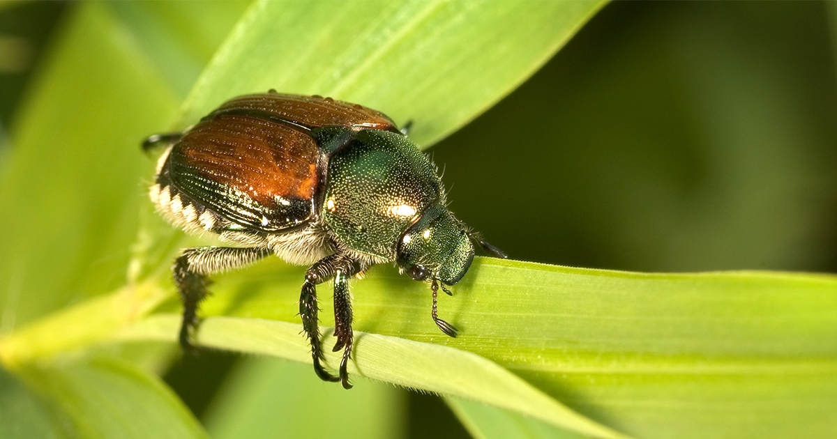 Japanese beetle on a leaf