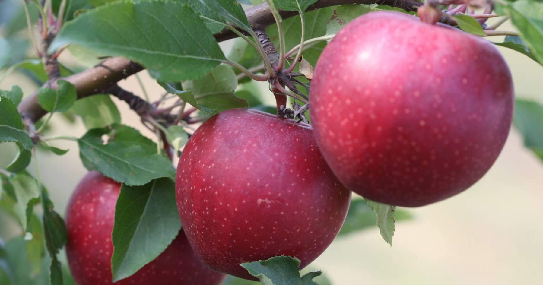 Three red apples on a tree