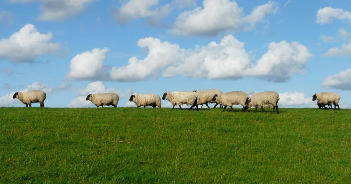 Sheep on horizon line