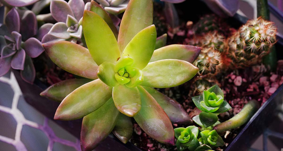 Green succulent growing.