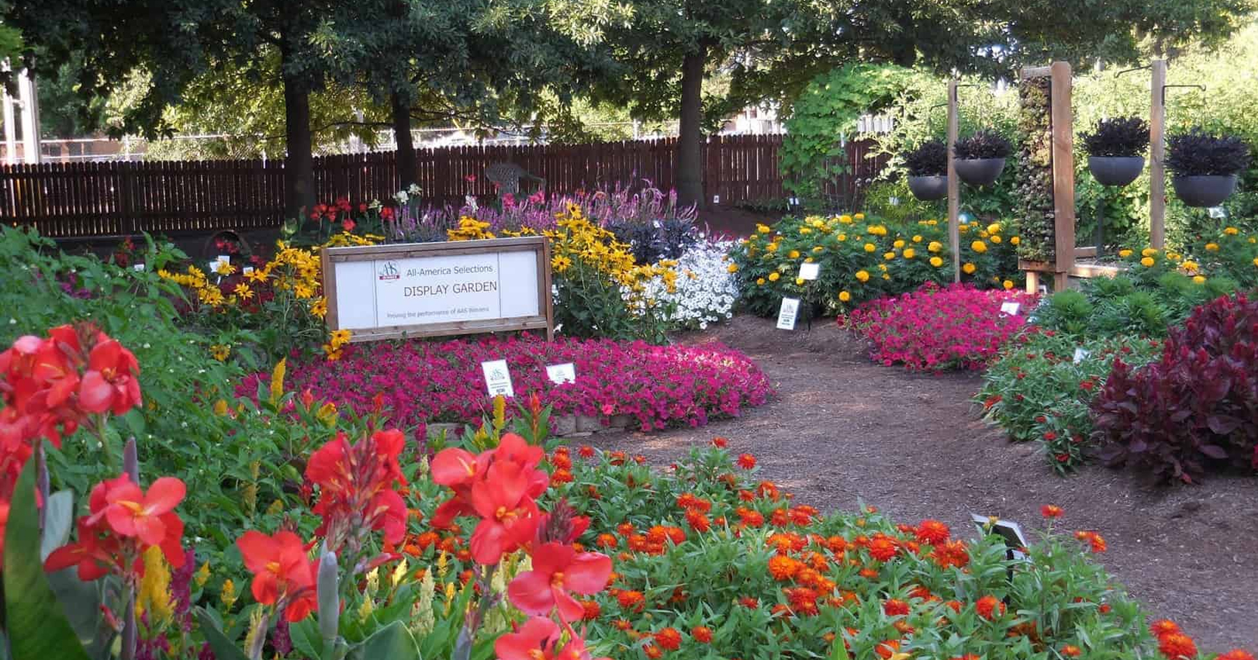 Garden of flowers