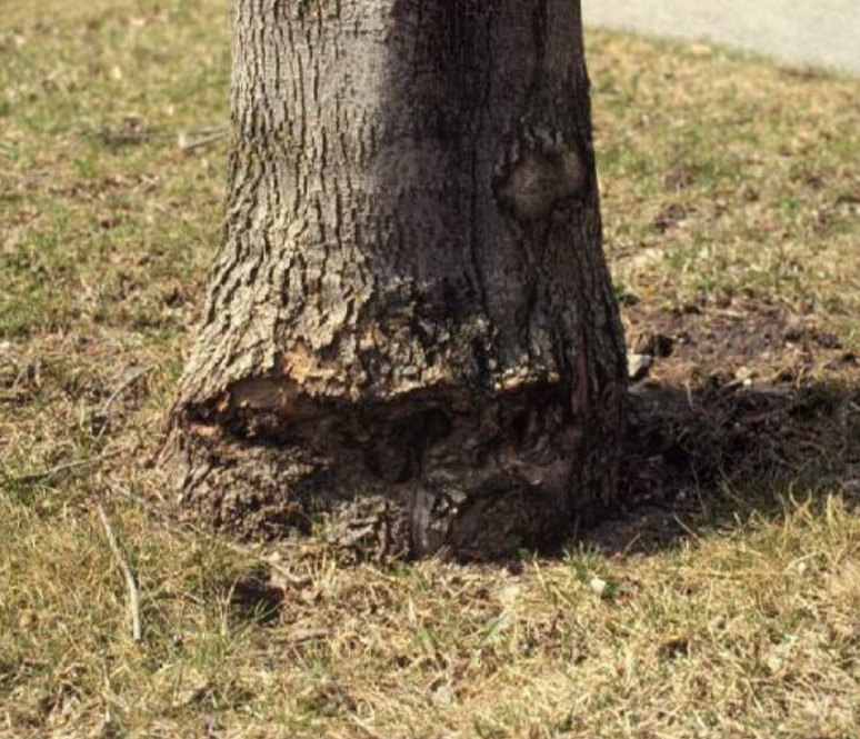 tree.png