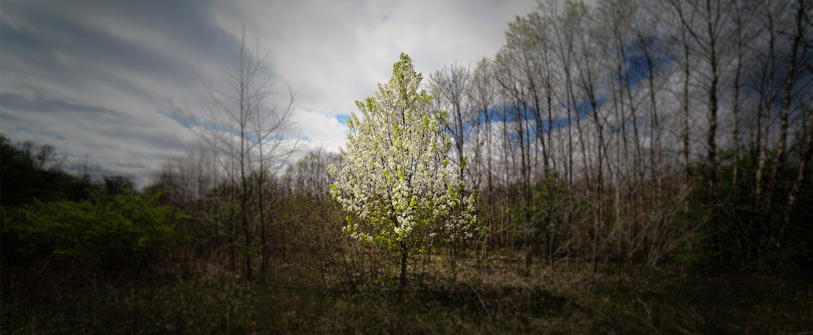 New Program Pays Landowners for Carbon in Their Trees