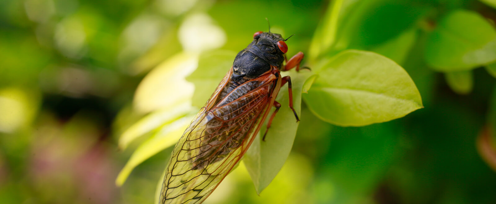 cicada