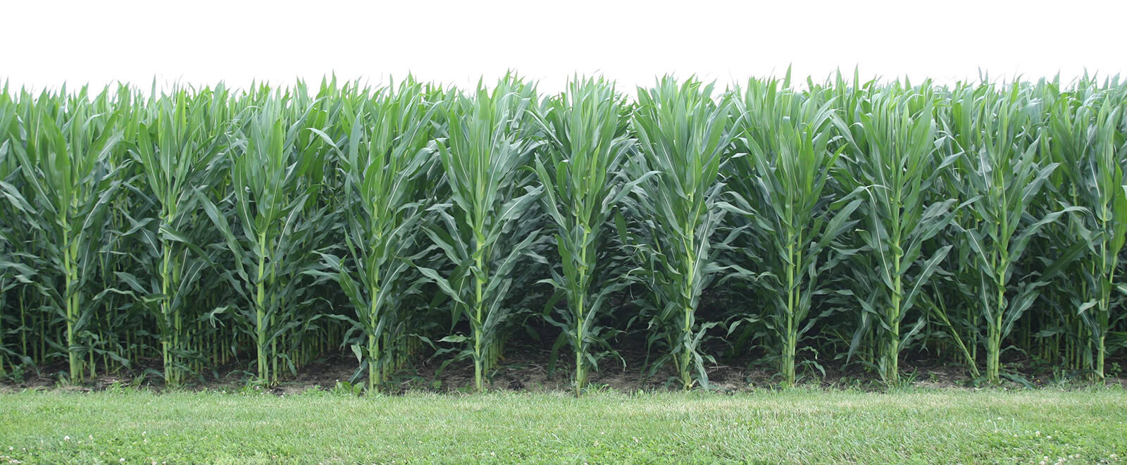 Indiana Farmland Prices Hit New Record High in 2021
