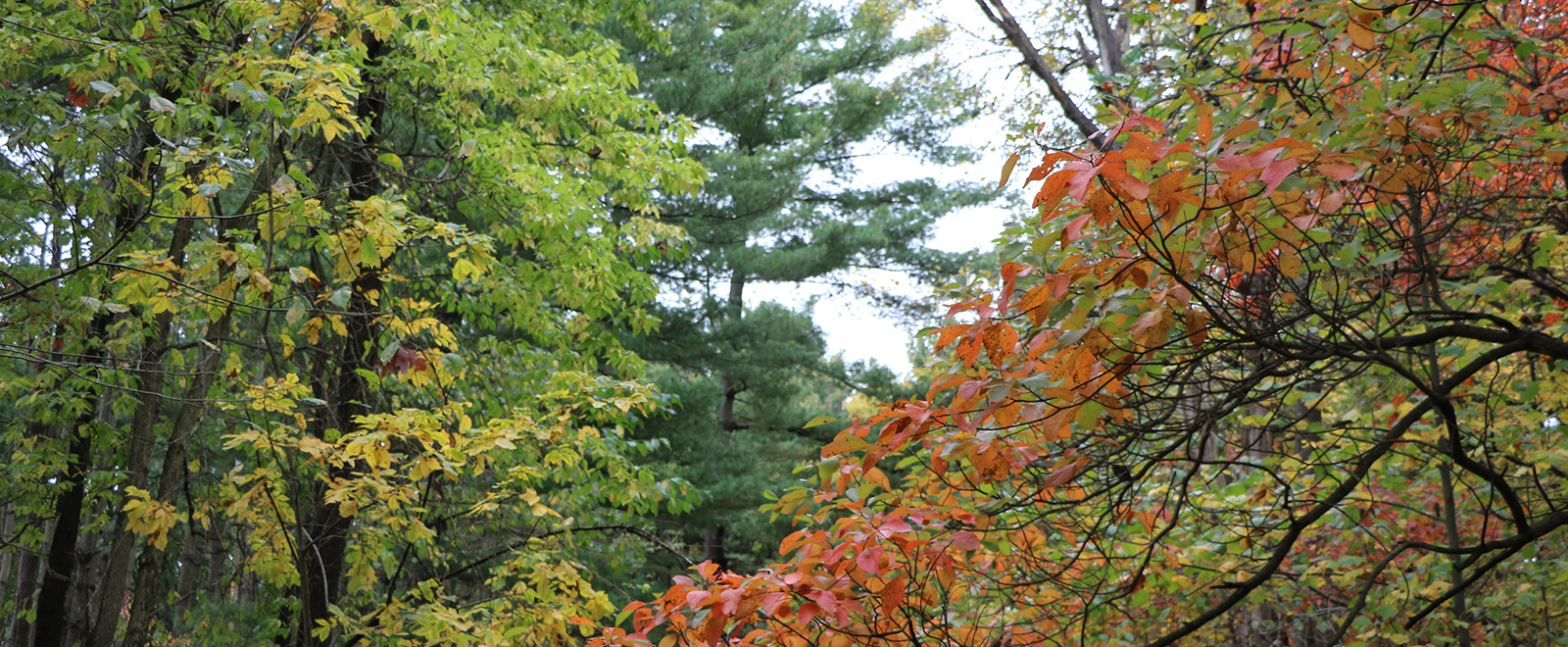 Fall Leaves