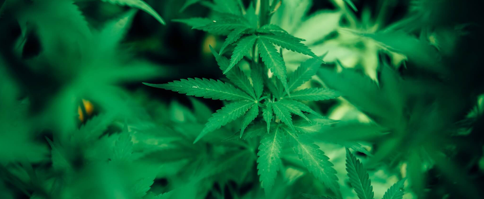 Hemp