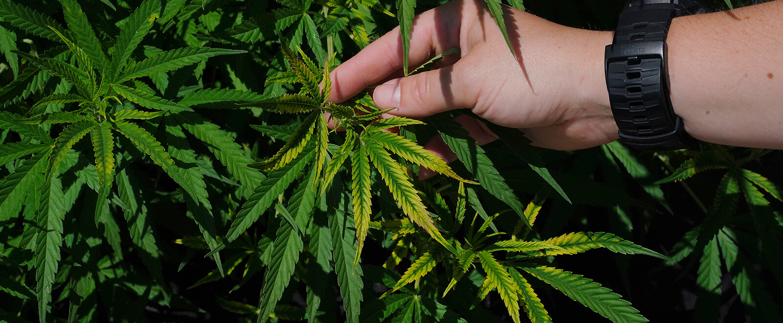 Purdue Extension to host annual Grain and Fiber Hemp Field Day