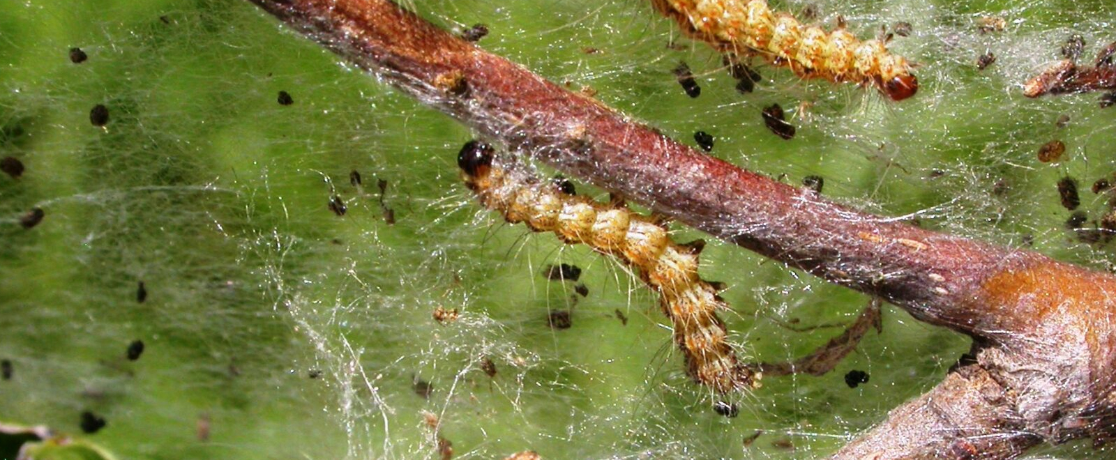Webworms