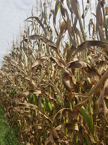 Field corn infected with tar spot. Infected plants display small, raised black and circular spots on healthy or dead tissue of leaves, stalks and husks.