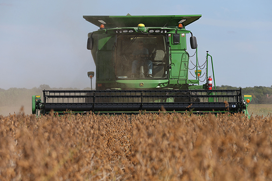 Combine harvesting soybeans