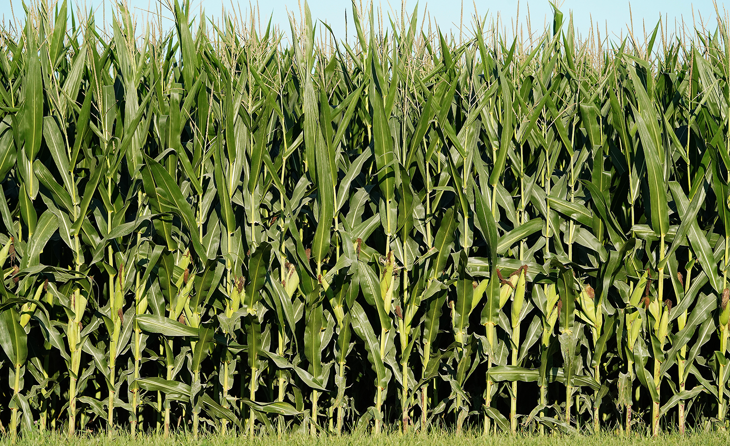 Green corn field.