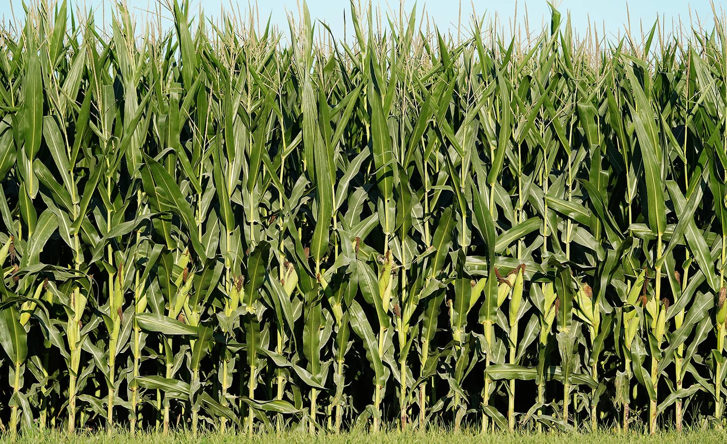 Green corn field.