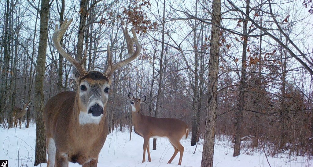 Two deer in forest area with snow on ground.