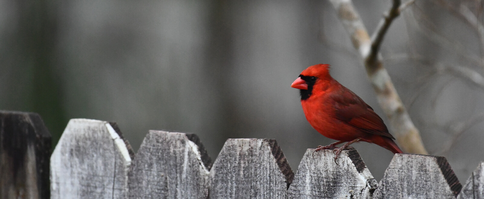 Why Hoosiers need to help birds maintain social distance