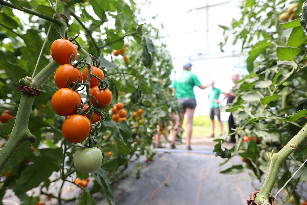 tomatoes on a vine at the Purdue Small Farms Field Day - held at the student farm