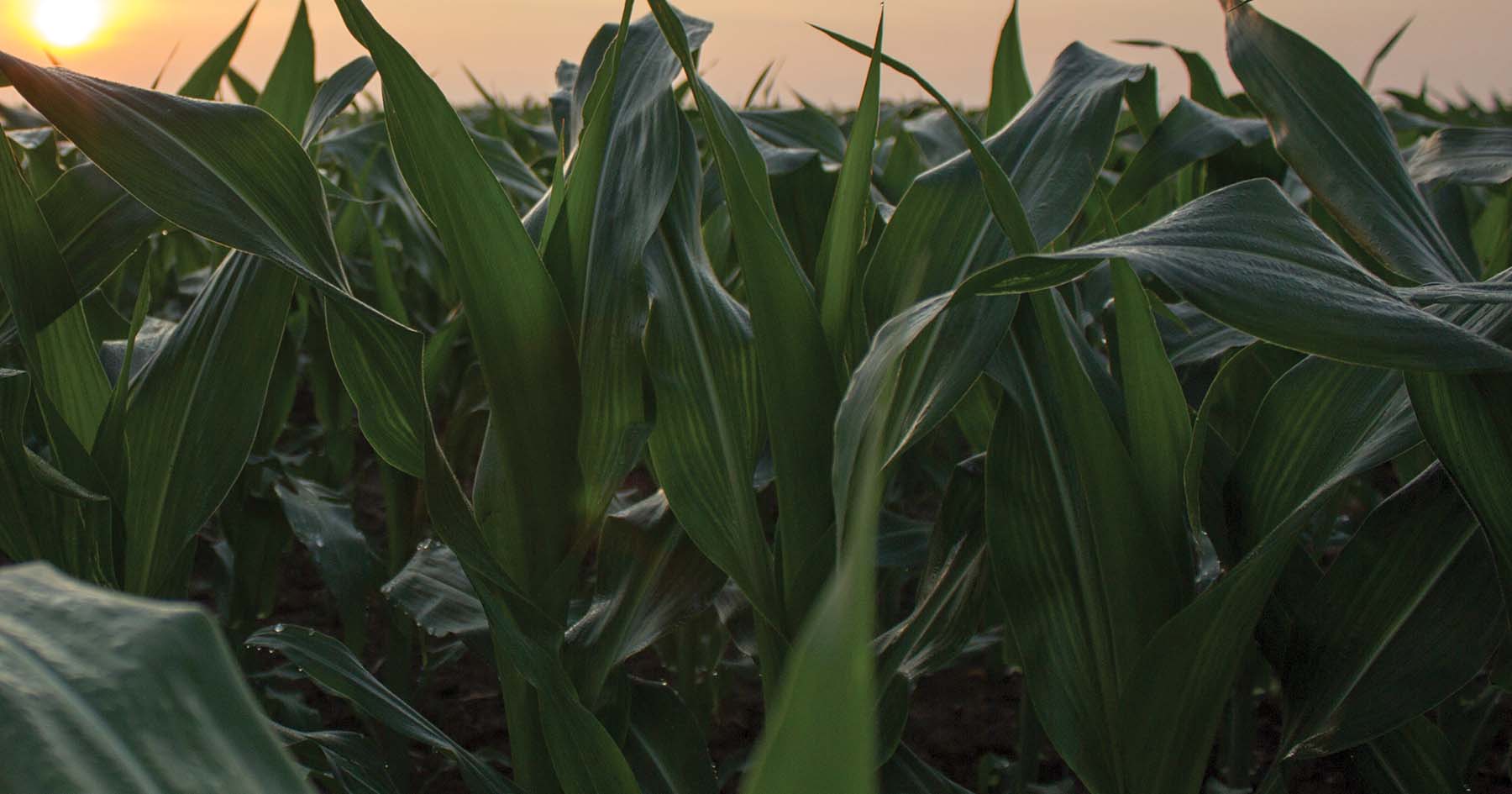 field of corn at sunset