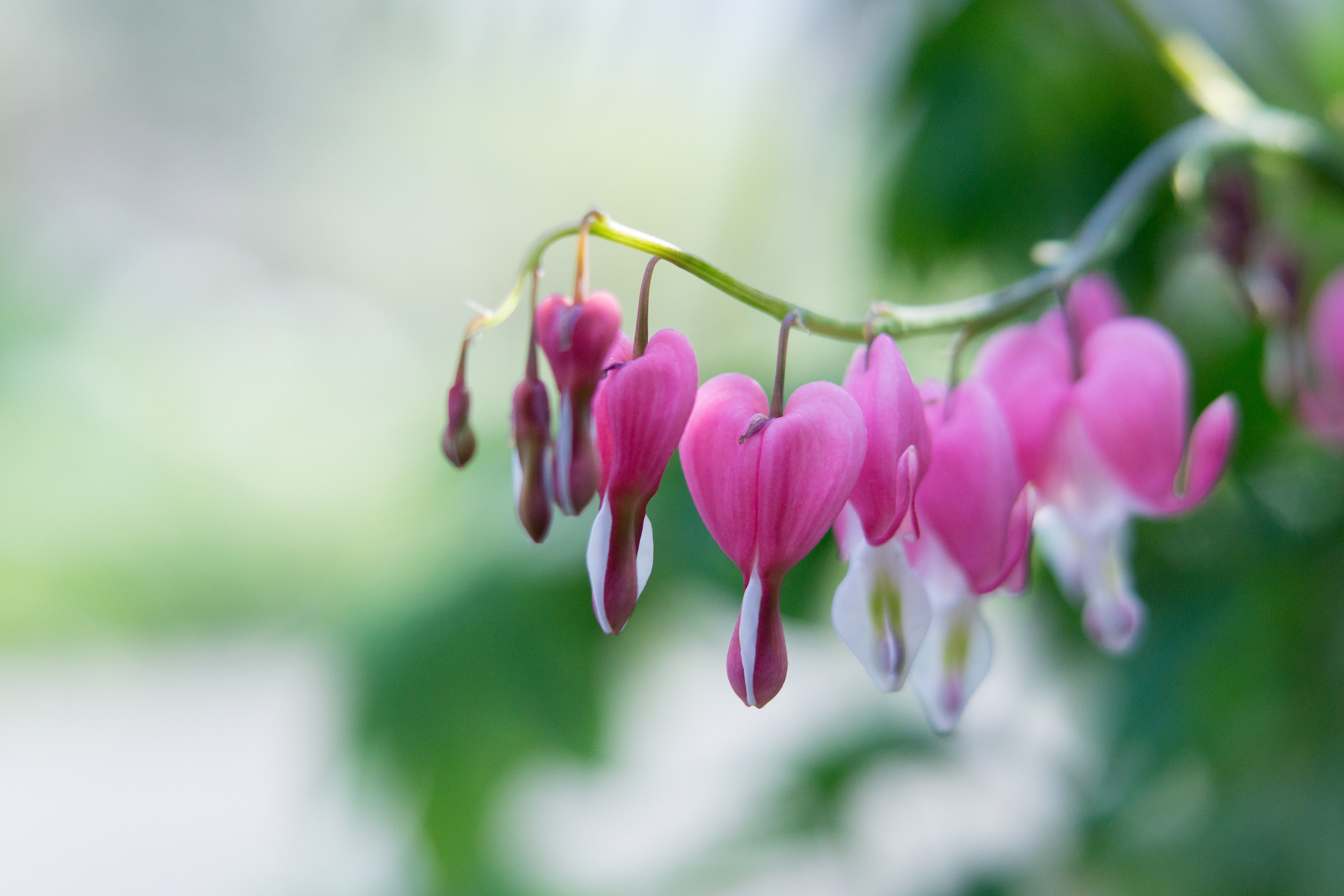 Purdue Extension Master Gardener pink bleeding heart plant