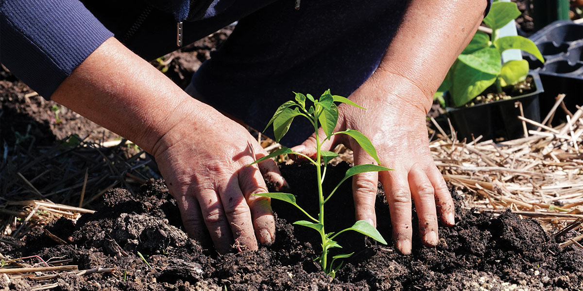 Hands plant vegetable plant into soil.