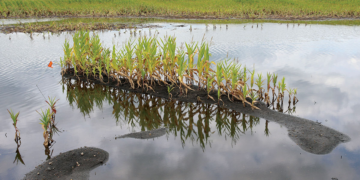 Corn in flooded field.