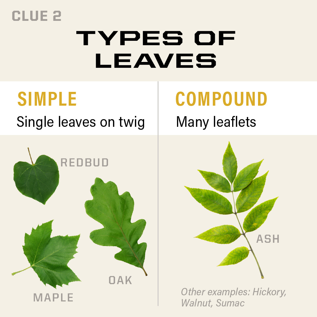 Right side - Simple leaves shown - redbud, maple, oak. Left side - compound leaves show - ash.