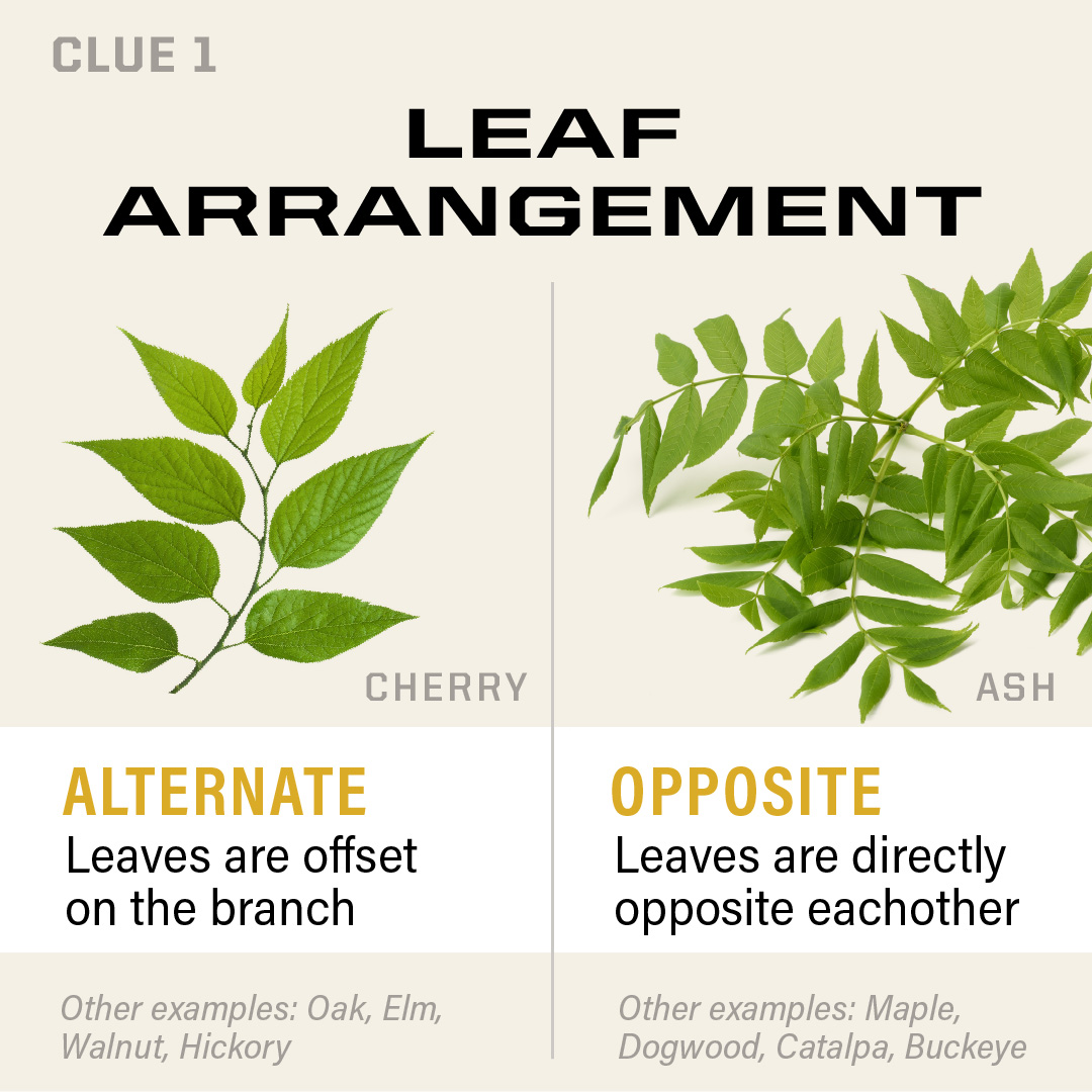 Left side - Cherry leaves are show with alternate leaves. Right side - Ash leaves are show with opposite leaves.