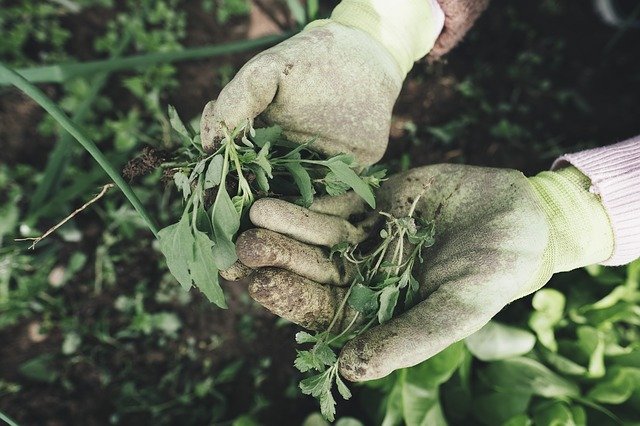 gardening hands holding onto weeds