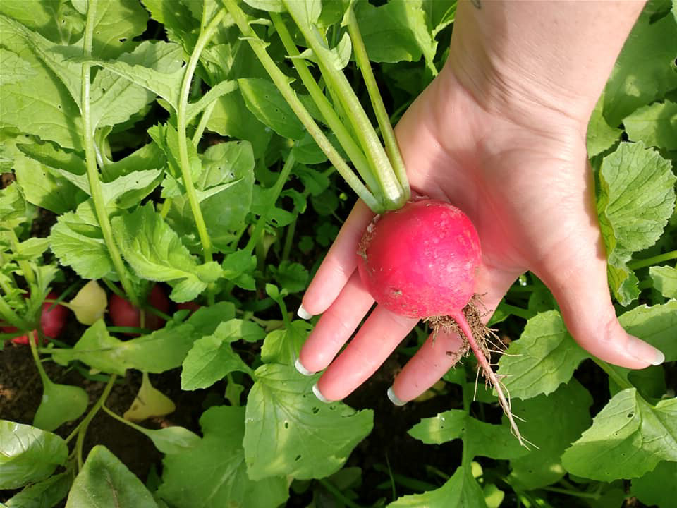 Hand olds round red radish. 