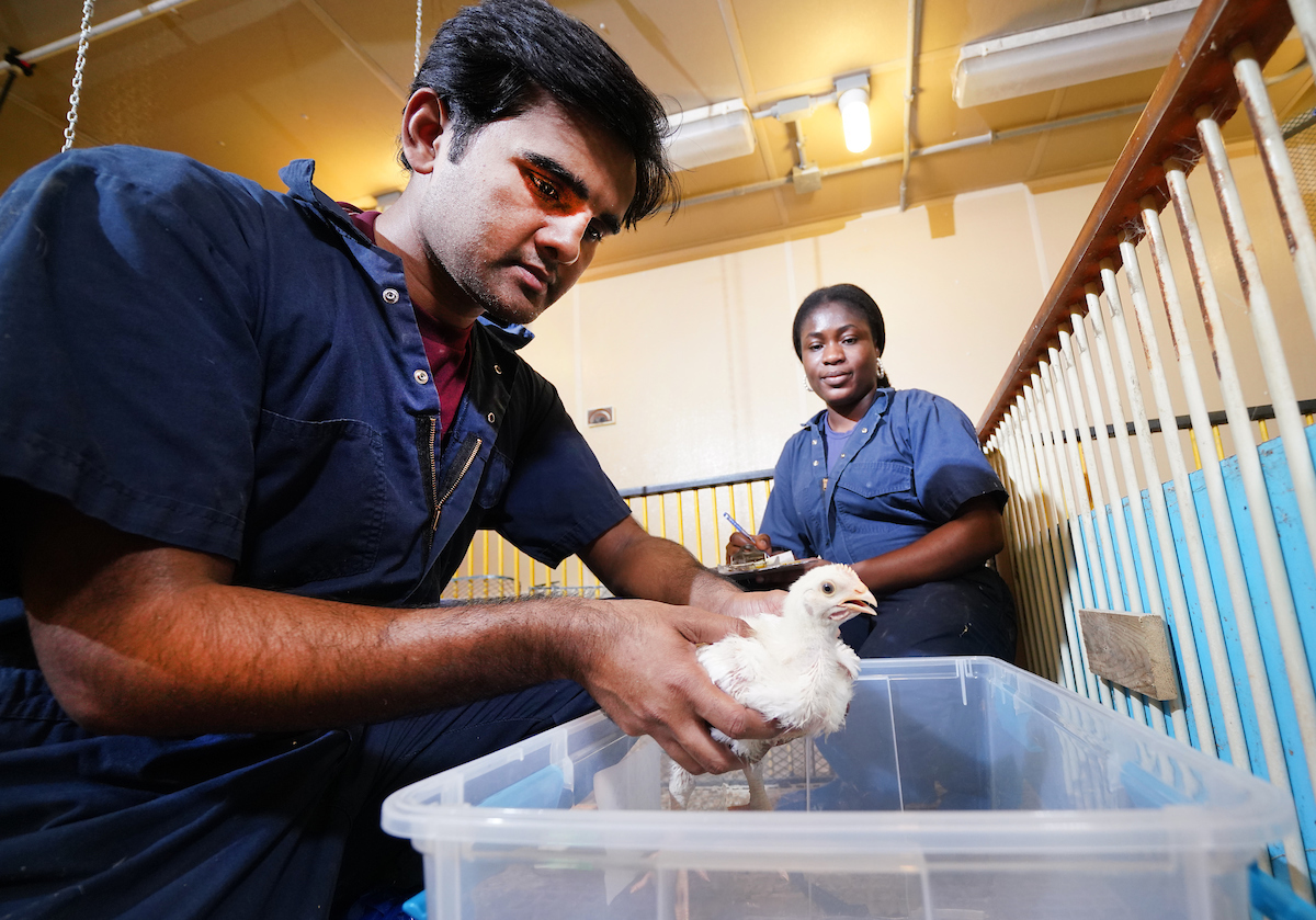 animal science class, young man holding a baby chick