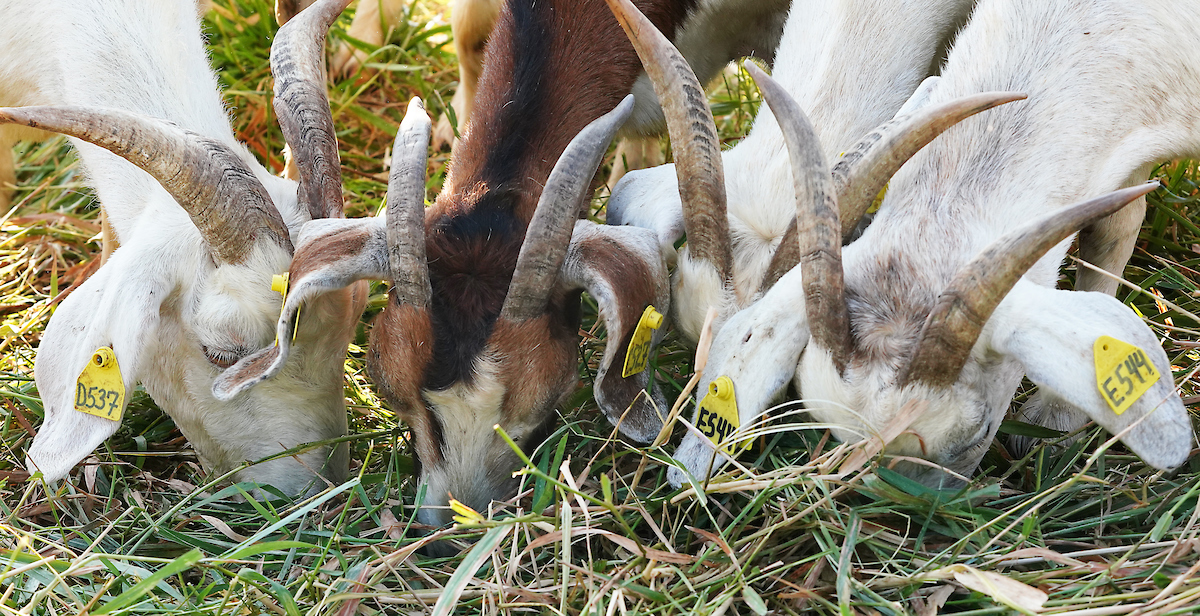 goats eating hay