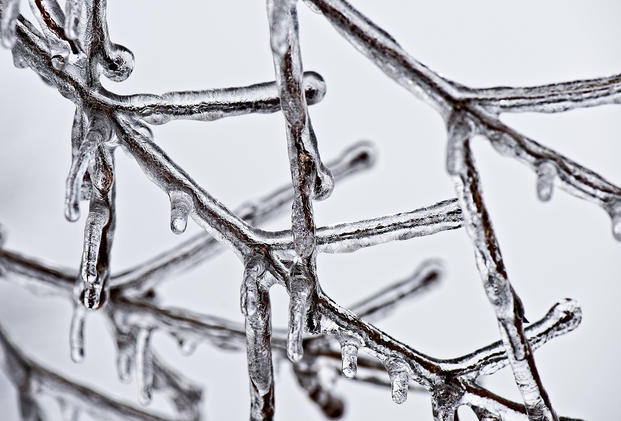 ice on branches