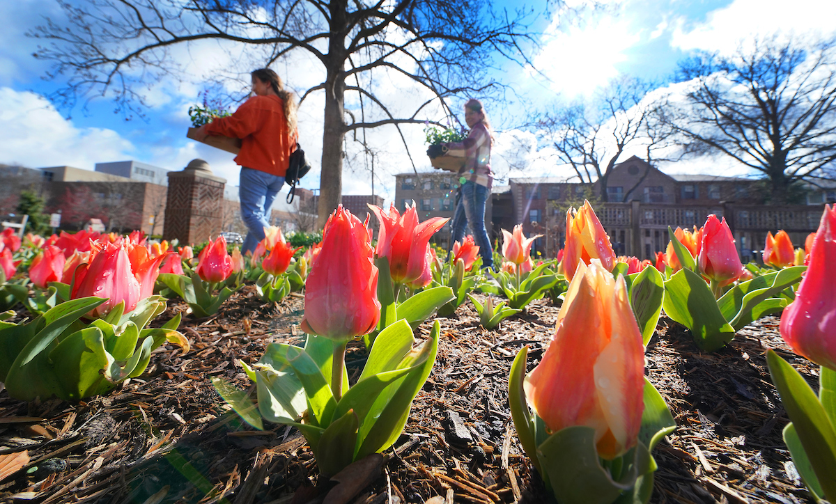 tulips in garden