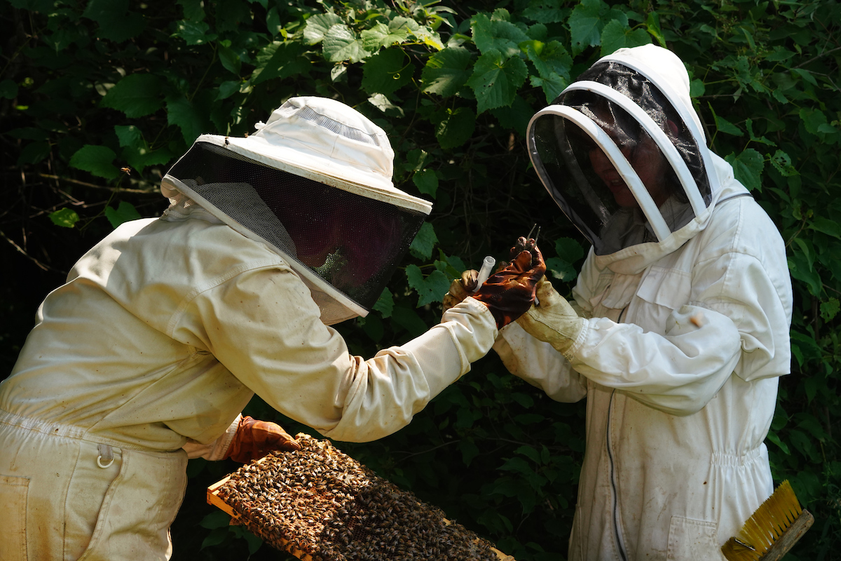 Purdue Extension checking bee hives for mites