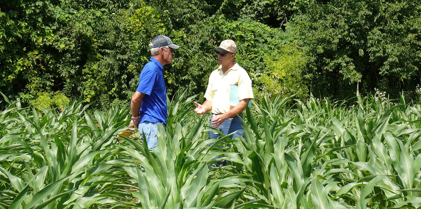 Two men speak in corn field.