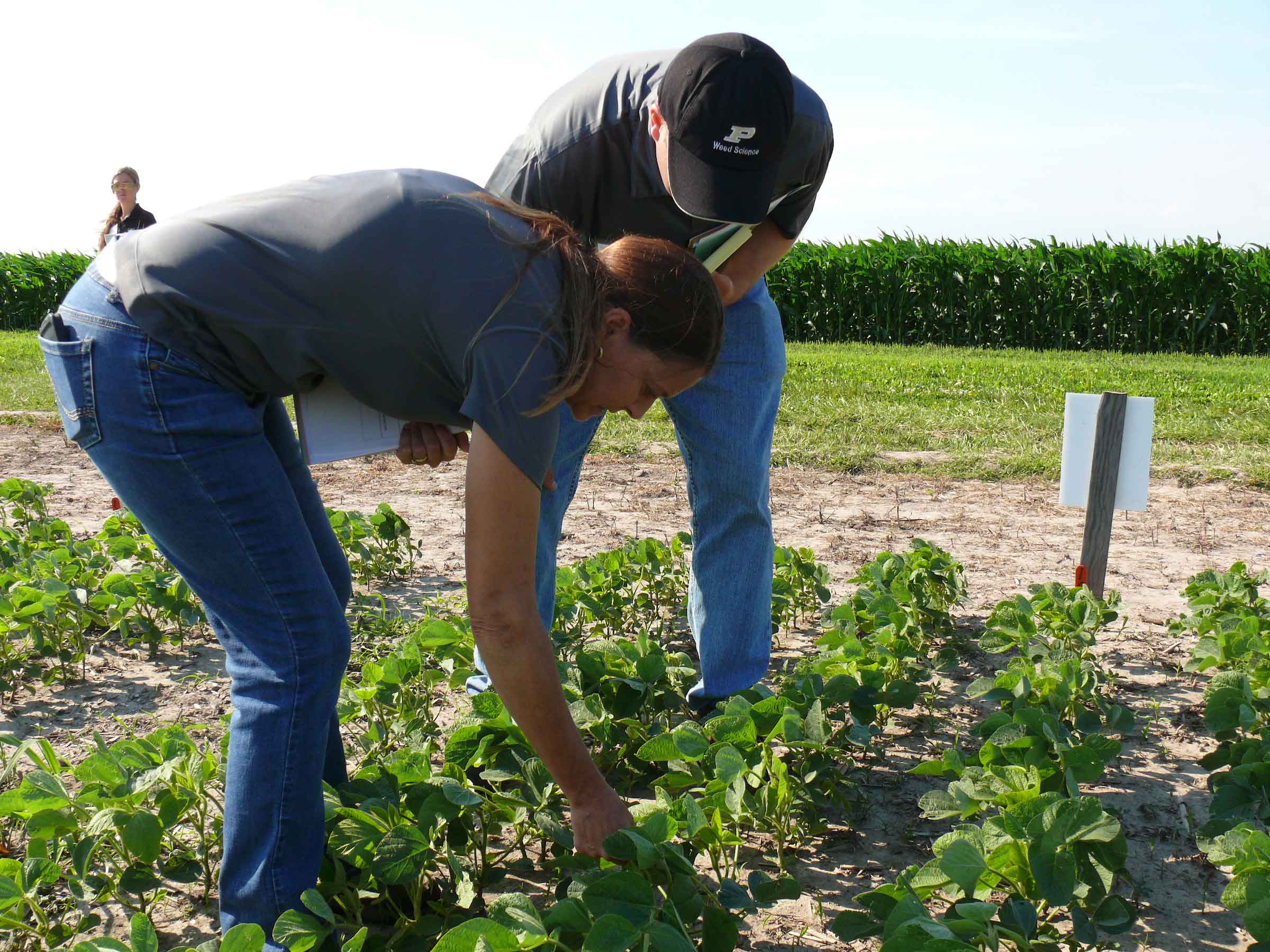 Purdue Extension specalist speaks with farmer in field of soybeans.