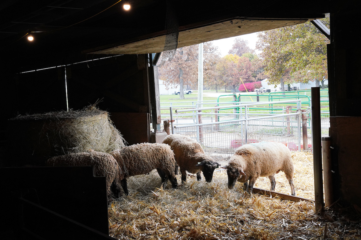 Indiana sheep in a barn