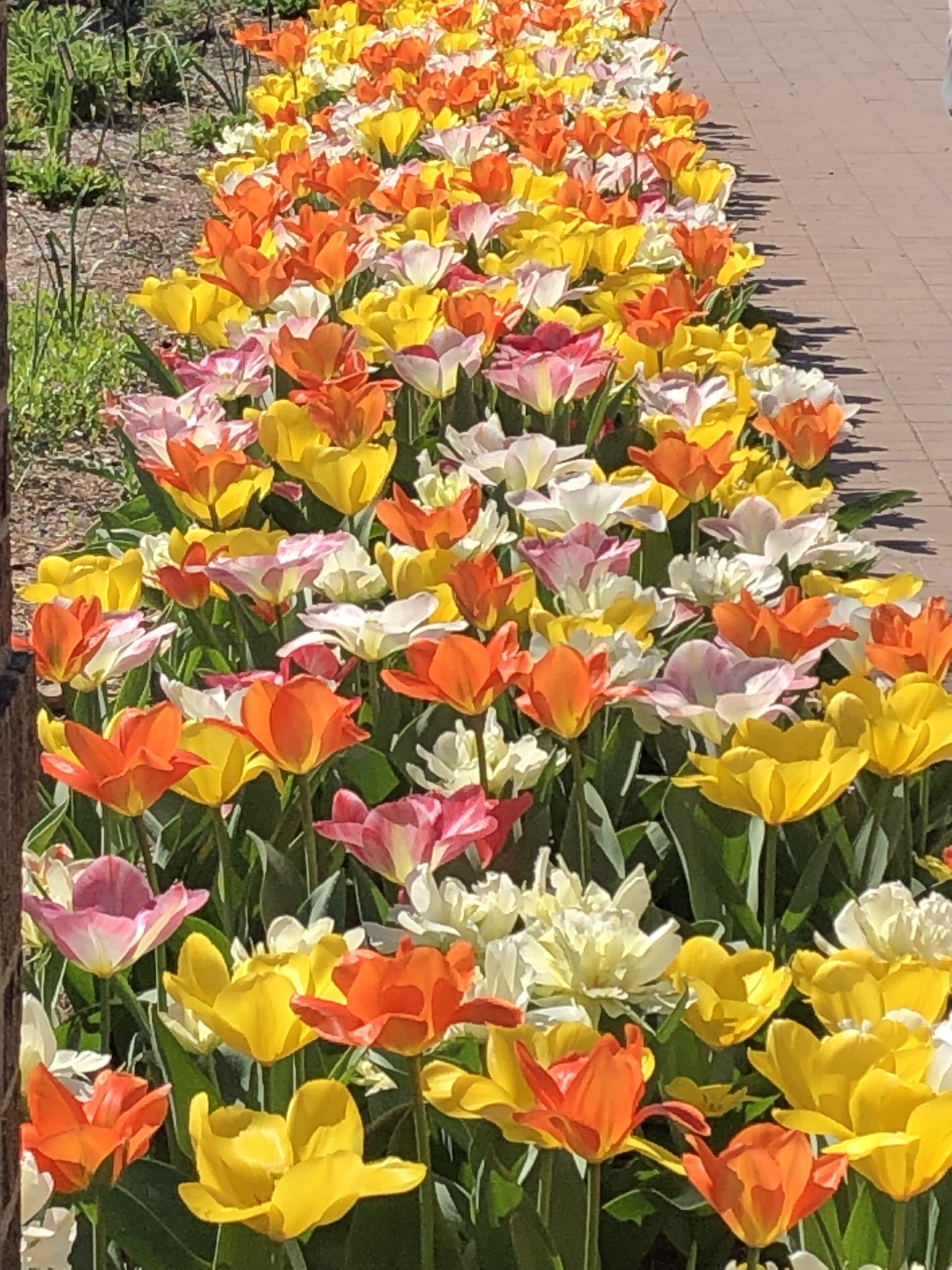 tulips at Purdue University campus sidewalk
