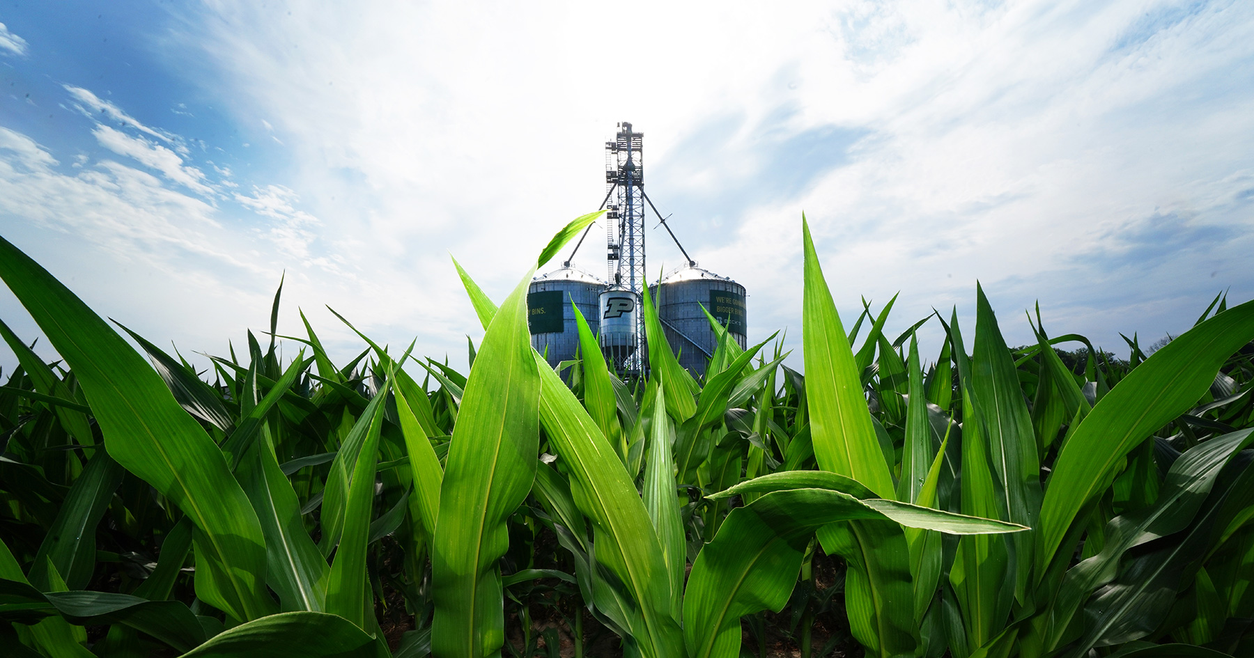 Purdue silos in a corn field