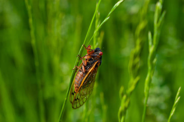 Indiana, Cicada 