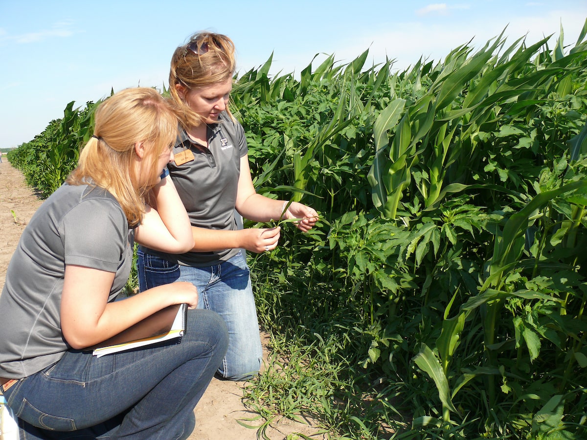 women looking at corn in a field