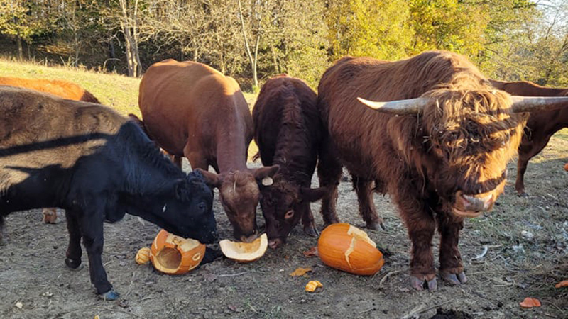 celticglen livestock eating pumpkins