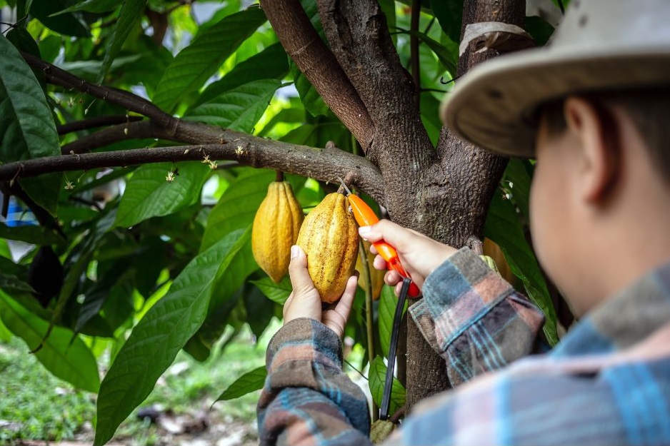 cocoa farmer