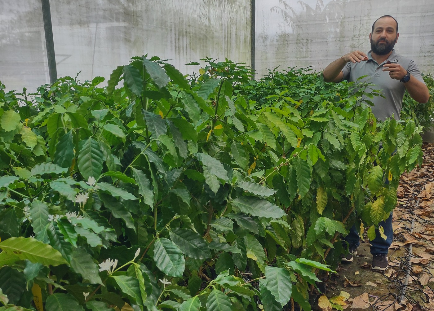 Green coffee plants 