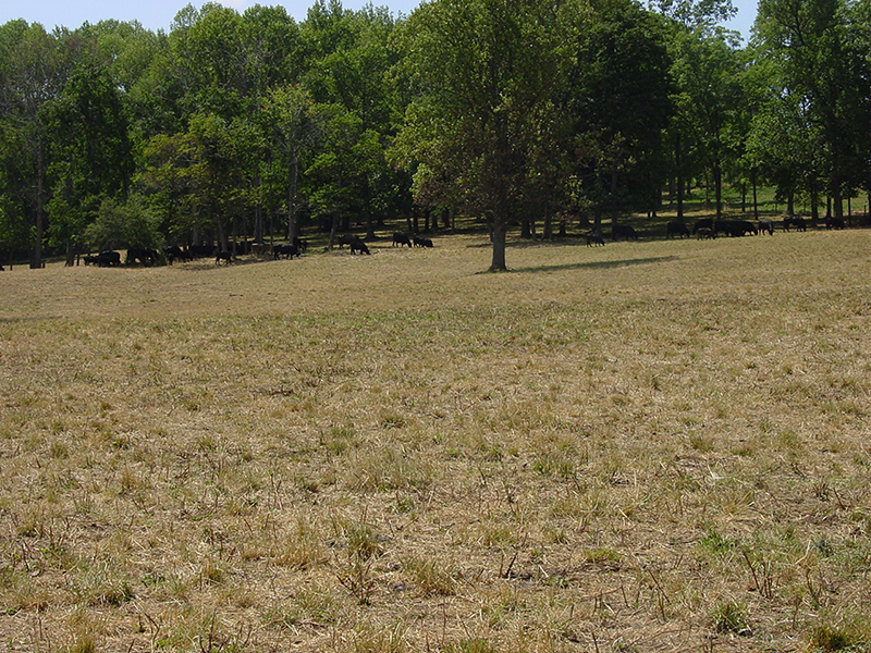cattle grazing on dry grass in Indiana