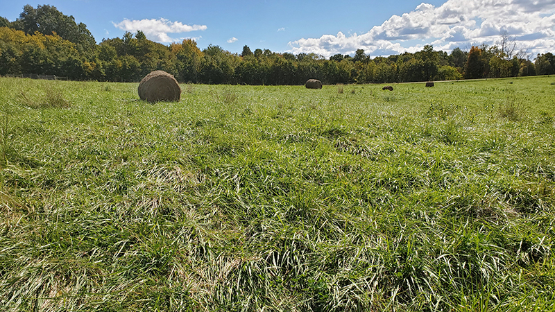 round bales in a field