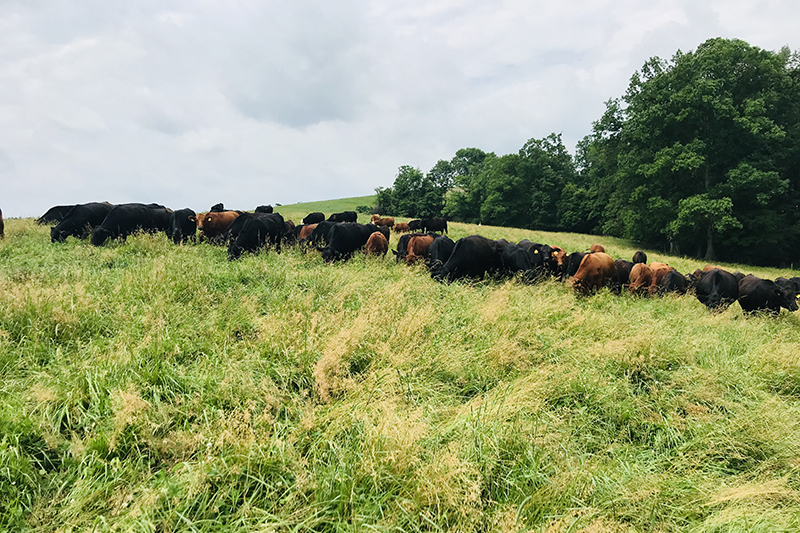beef cattle grazing in a field