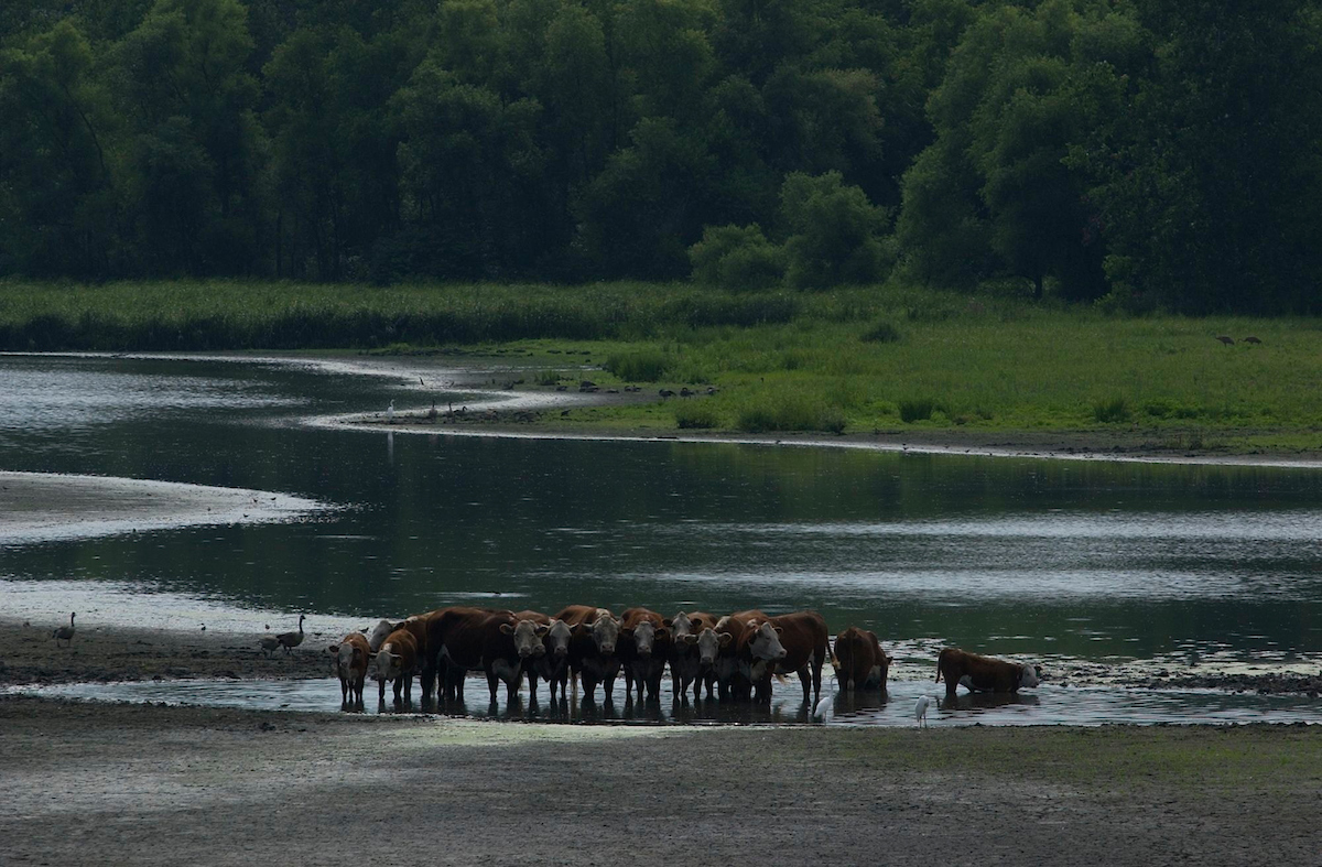 Indiana cows huddled together wading in standing water from storm