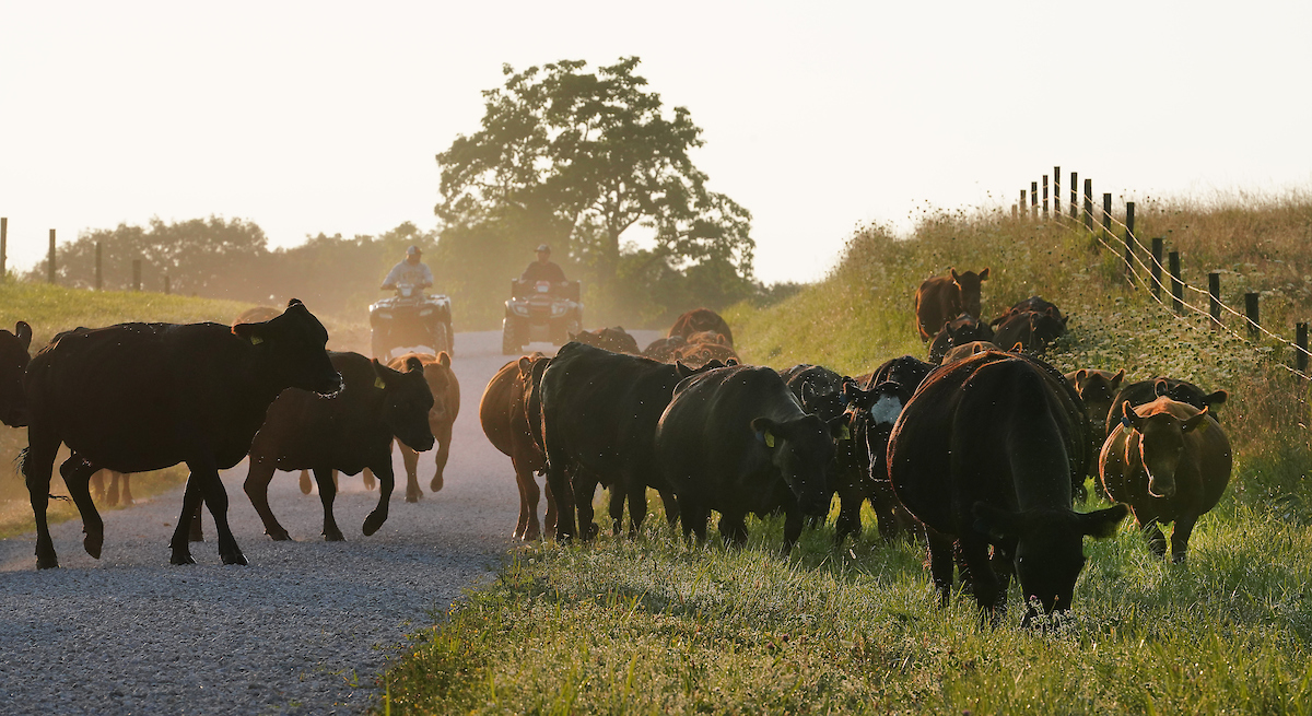 cattle grazing in field