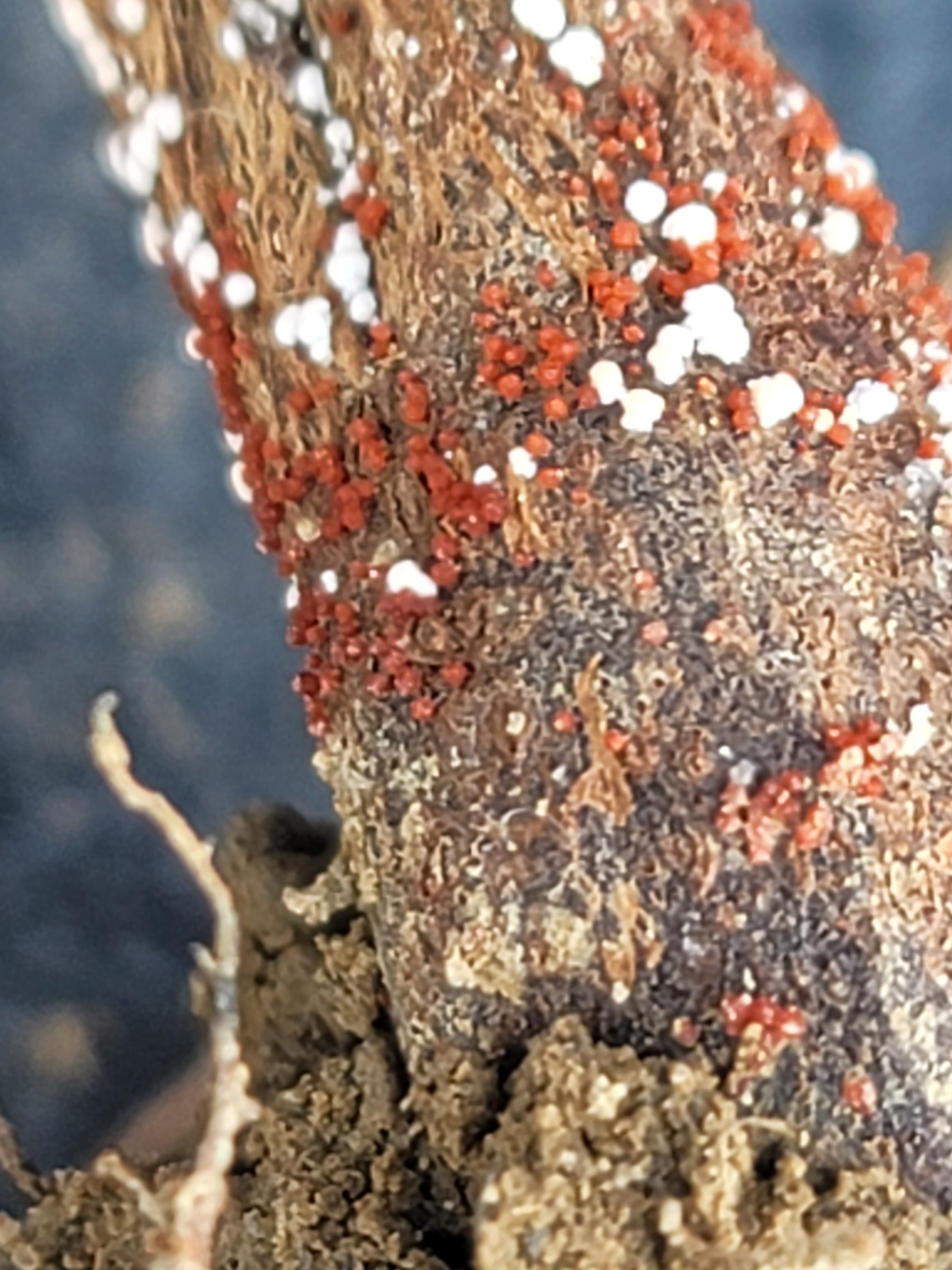 Red crown rot close up 