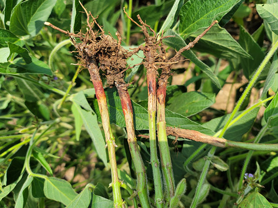 Red crown rot, a disease that affects soybeans and other legumes, gets its name from the damage it causes to stems at the soil line.